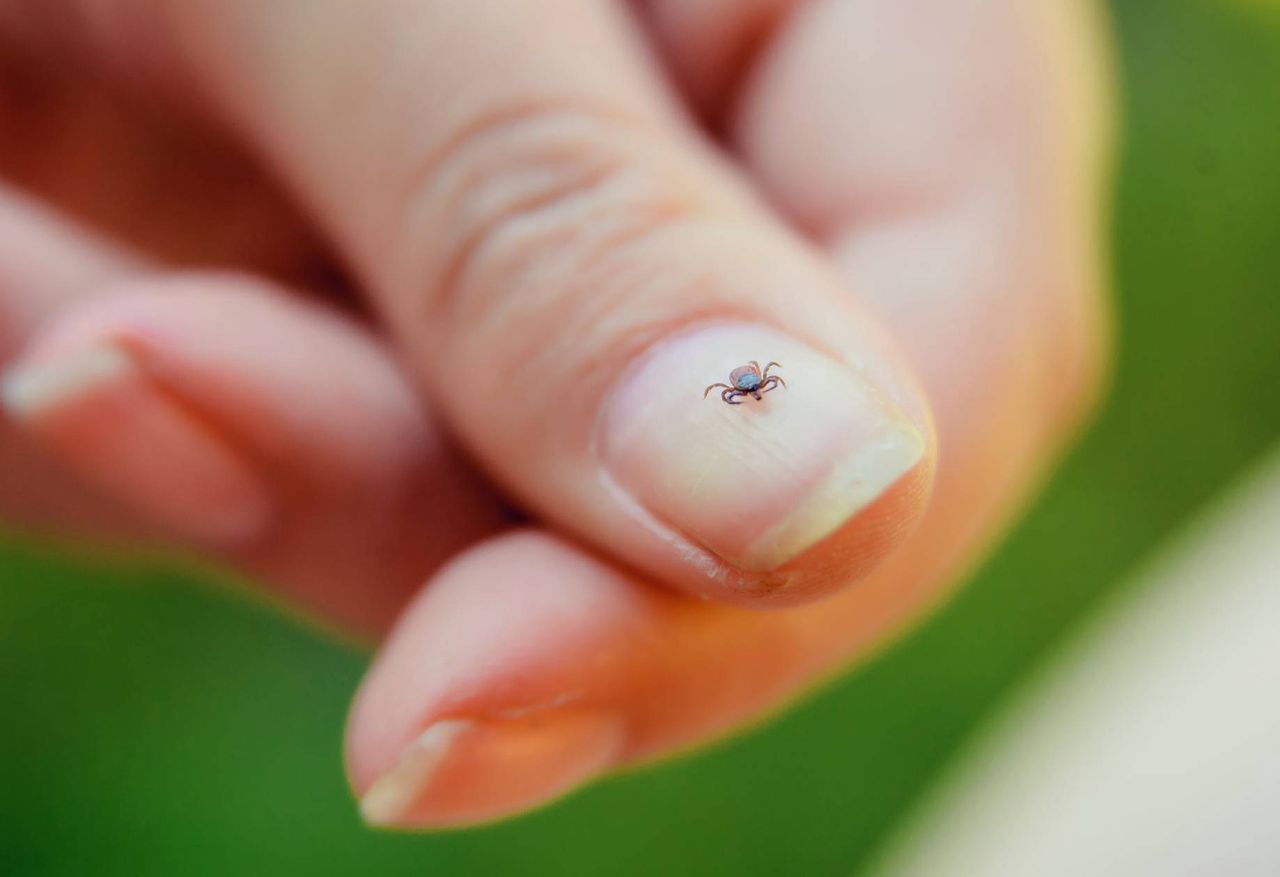 Combatting ticks naturally. Home remedies and protective plants