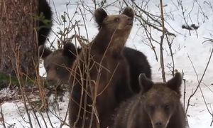 Leśnicy pokazali nagranie. "Te łobuzy dalej nie śpią"