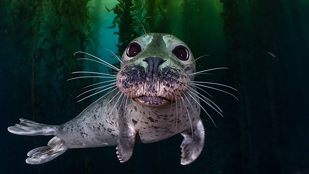 Najlepsze zdjęcia oceaniczne w konkursie Safe Under the Sea 1