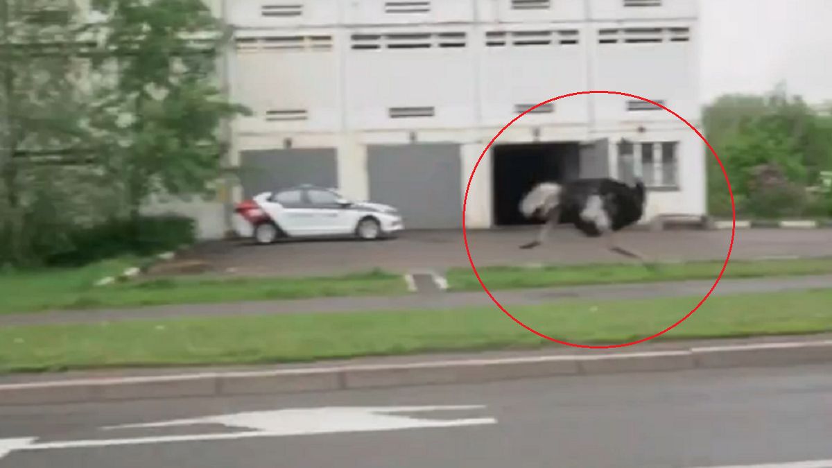 Struś pędził ulicami Moskwy.