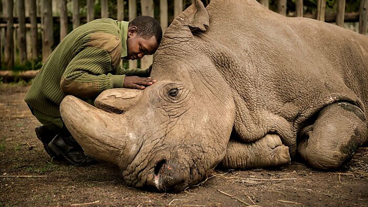 Wildlife Photographer of the Year 2021. Oto najlepsze zdjęcia według publiczności 1
