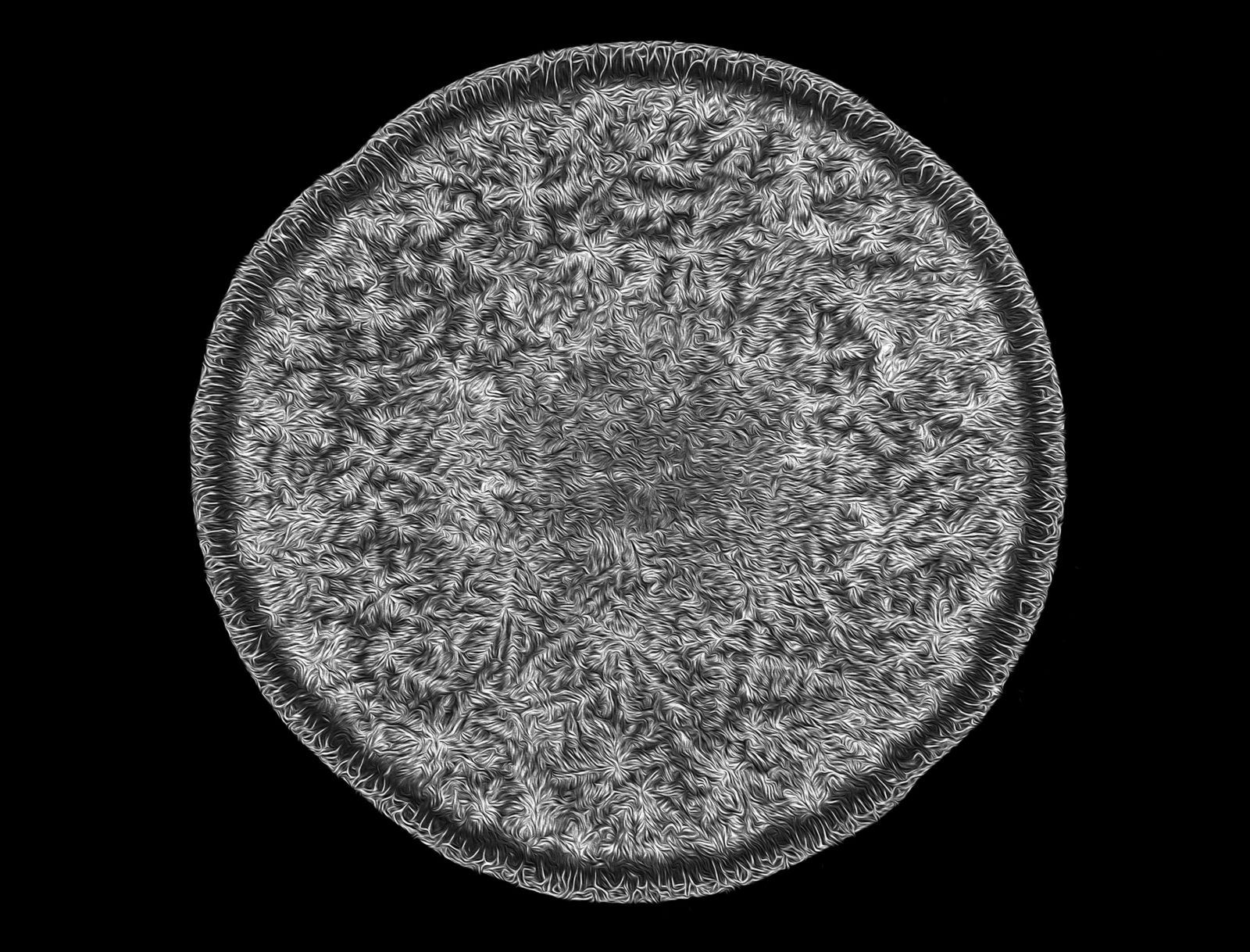Niesamowity świat widziany z bardzo bliska - Nikon Small World 2018 7