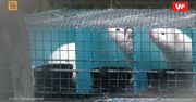 Wstrząsające nagrania z fermy norek. Przemysł futrzarski reaguje na materiał WP