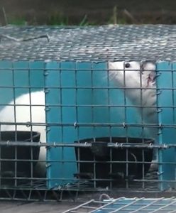 Wstrząsające nagrania z fermy norek. Przemysł futrzarski reaguje na materiał WP