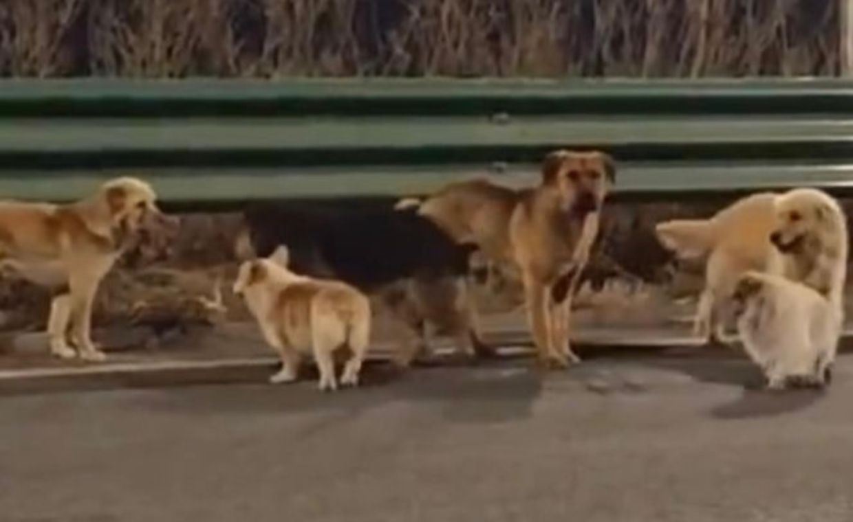 Chiny. "Psia" historia z happy endem. Zwierzęta uciekły z transportu