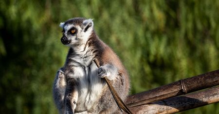 Do końca życia będzie odwiedzać zoo za darmo. Pracownicy wdzięczni 5-latkowi