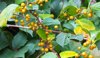 Zakazana przez Unię Europejską. Został już tylko rok na jej usunięcie