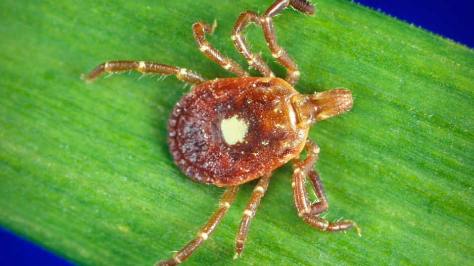 Kleszcz ''odwrócone zombie'' [public domain](http://www.publicdomainfiles.com/show_file.php?id=13477549289955)