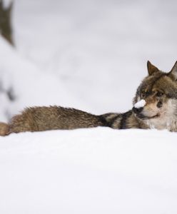 Grasują w Kukułowie. Już zaatakowały