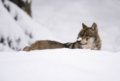 Grasują w Kukułowie. Już zaatakowały