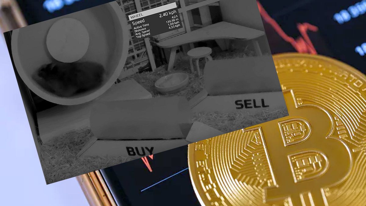 Chomik zaczął działać w kryptowalutach 12 czerwca. Na początku mu nie szło, ale teraz mówią o nim media na całym świecie