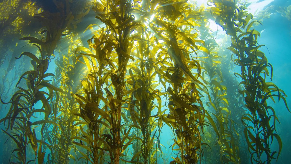 Algi morskie (zdj. ilustracyjne) 