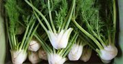 Fenkuł w kuchni. Przysmak włoskiej kuchni pod lupą