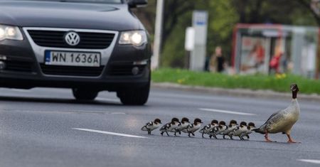 Dokąd tupta nurogęś? Czerniakowską do Wisły. Pomagają policjanci