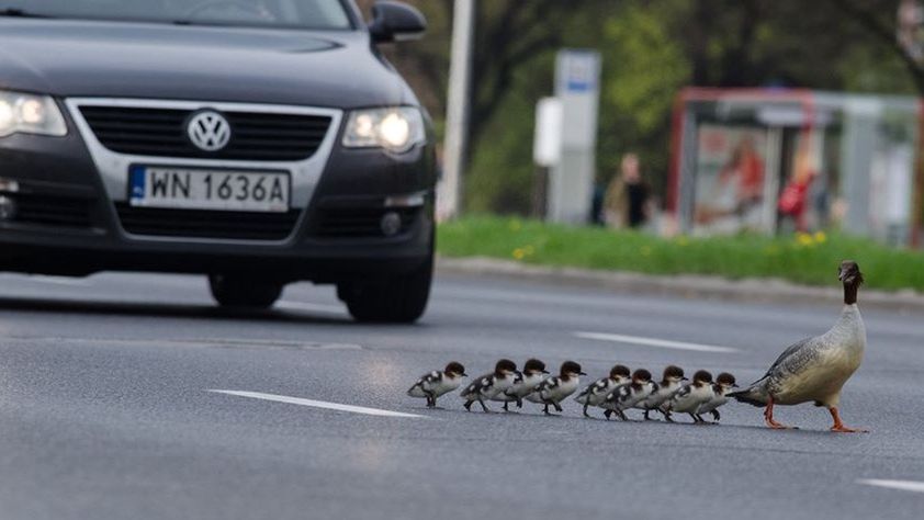Warszawa. Zarząd Zieleni apeluje, by na ul. Czerniakowskiej zachować szczególną ostrożność