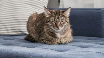 Pozycja "na chlebek". Co chce powiedzieć kot?