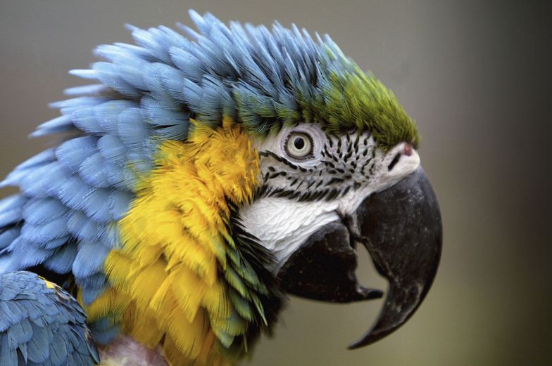 Papugi usunięte z parku dla zwierząt. W powód aż ciężko uwierzyć