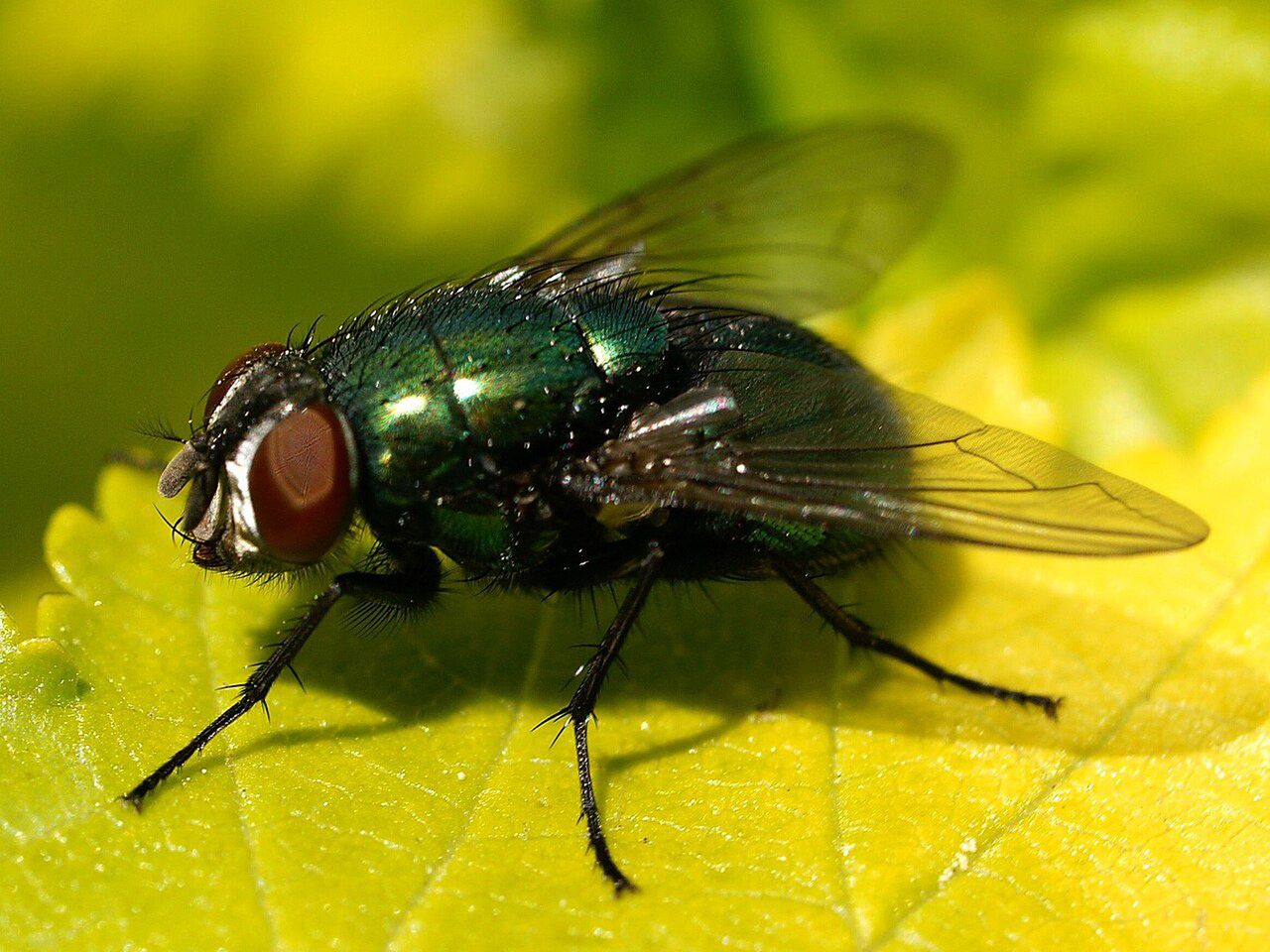 Why flies buzz around your summer meals: The color connection