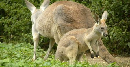 Mroczna strona Australii. O tym nikt nie mówi