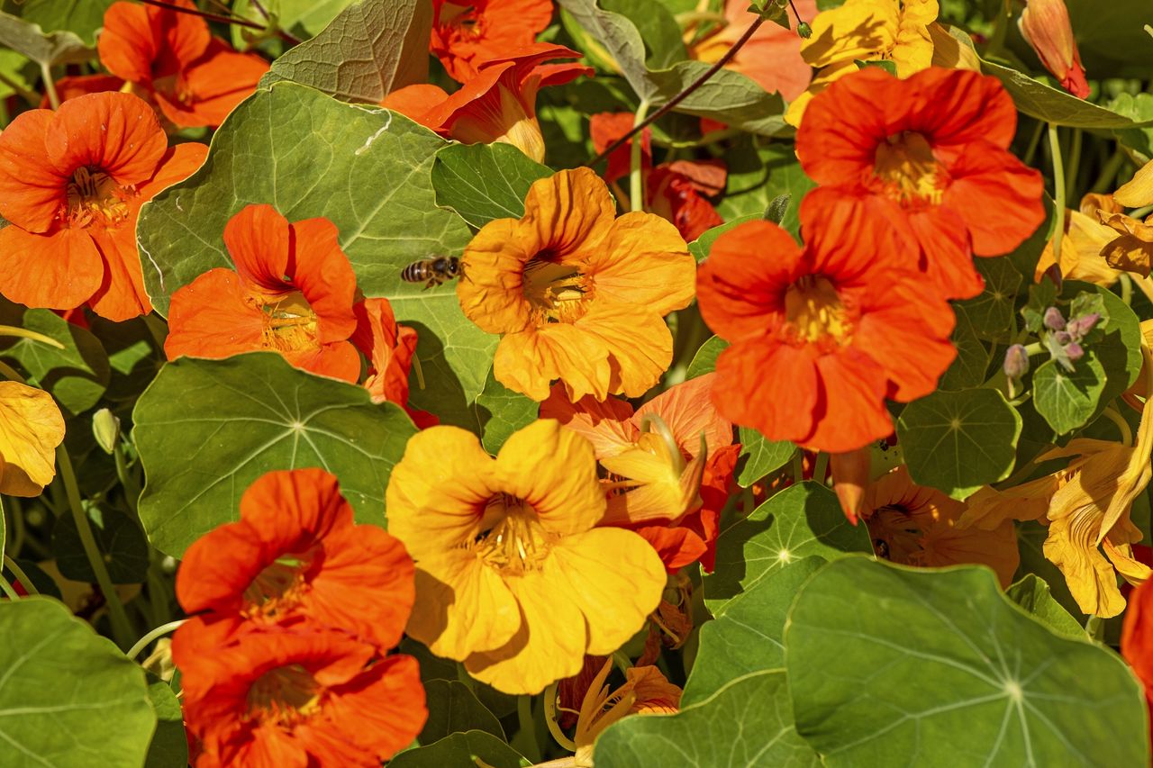 Nasturcja (Tropaeolum majus)
