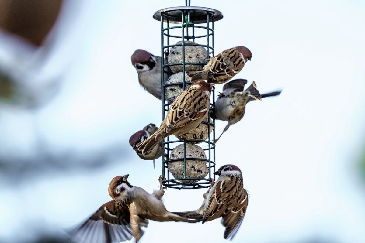 Karmniki są teraz bardzo różnorodne