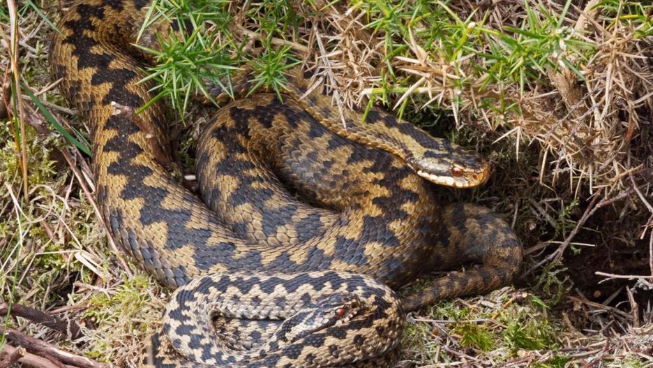 Żmije można spotkać w lasach, na polach, na łąkach