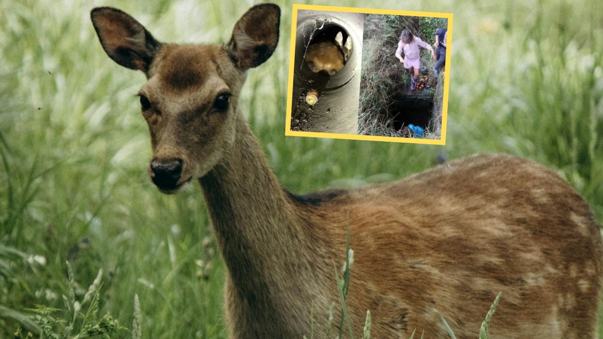  Dzieci z Czech zauważyły uwięzioną sarnę