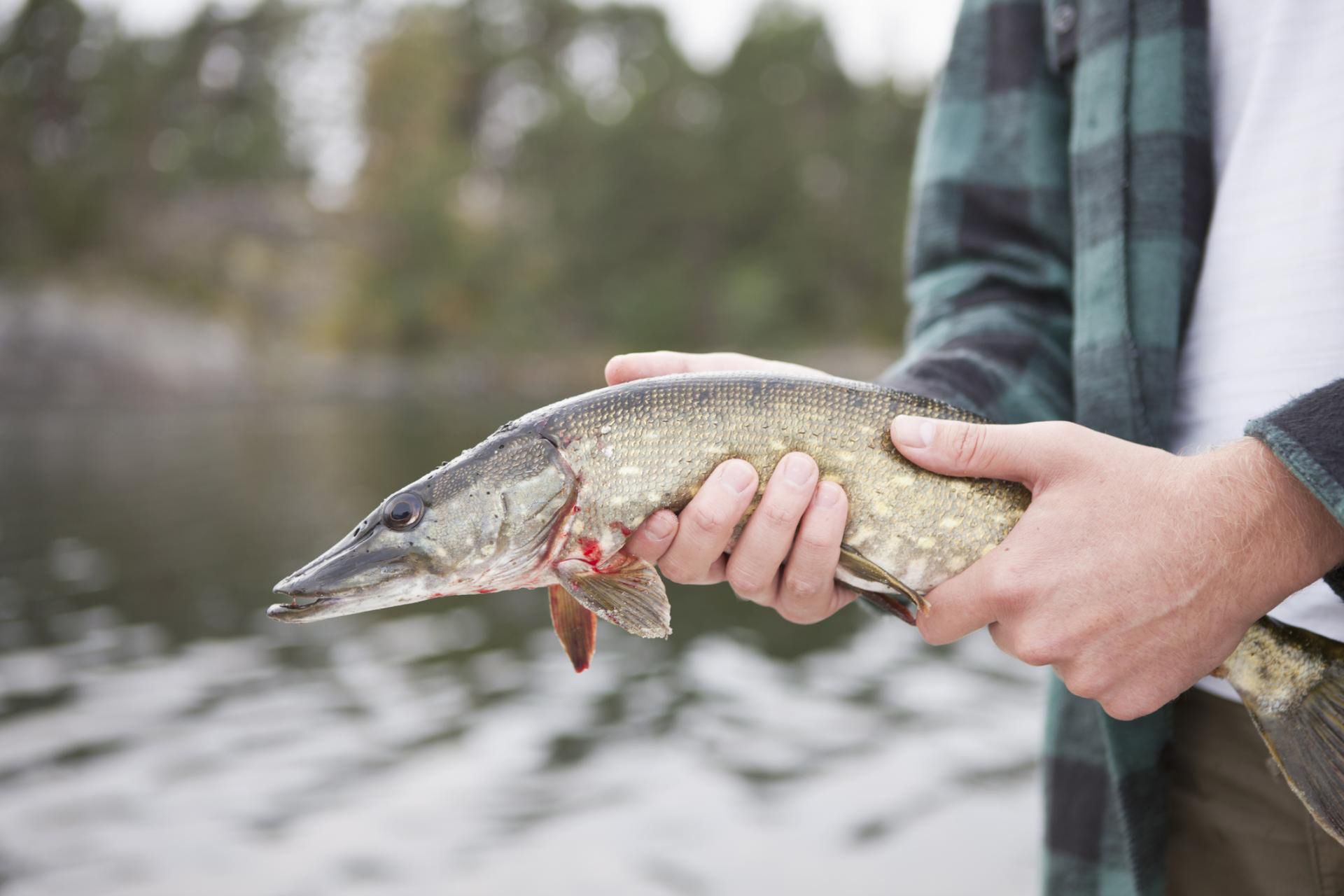 Szczupak ma wiele zdrowotnych właściwości