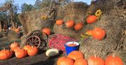Józefów: Halloween na amerykańskiej farmie dyniowej. Całe rodziny bawiły się w Westernlandzie