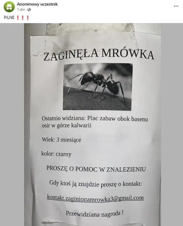 Trwają poszukiwania czarnej mrówki