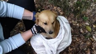 Pies w worku porzucony w lesie. Policjanci dotarli na czas