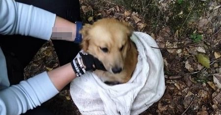Pies w worku porzucony w lesie. Policjanci dotarli na czas