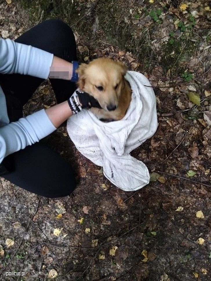 Pies w worku porzucony w lesie. Policjanci dotarli na czas