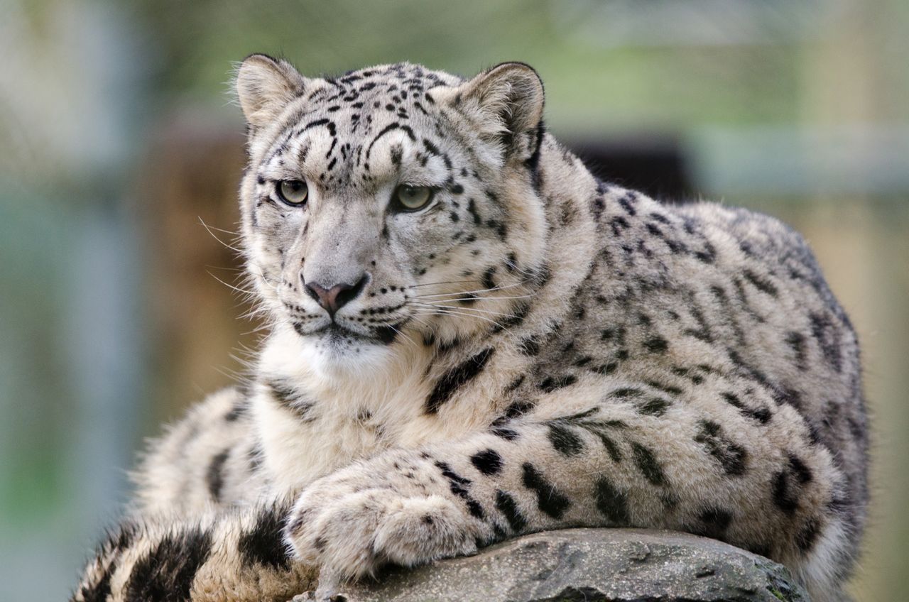 Wrocław: Na ratunek panterom śnieżnym. Wyjątkowe spotkanie w ZOO