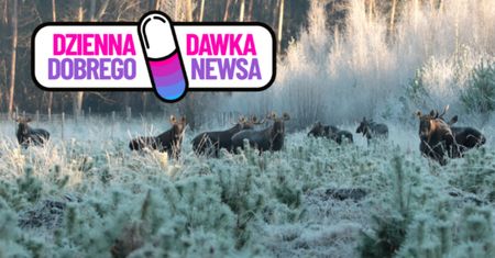 Udało się uchwycić taki widok. Leśnicy pokazali zdjęcie