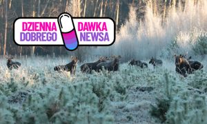 Udało się uchwycić taki widok. Leśnicy pokazali zdjęcie