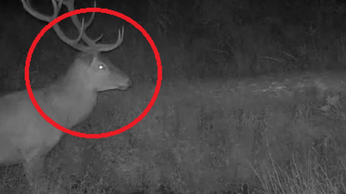 Zaczęło się w polskich lasach