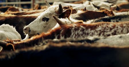 Makabryczne odkrycie w gospodarstwie. Zwierzęta umierały w męczarniach