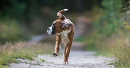 Kontrowersyjne plakaty w Gdyni. Pies w lesie może zostać odstrzelony?