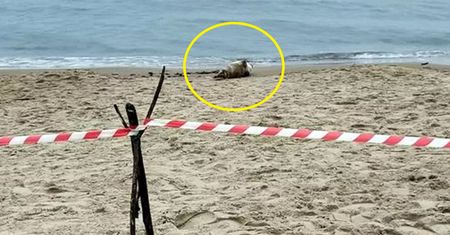 Była 8:00 rano. Taki widok na plaży. Spacerowiczka wezwała służby