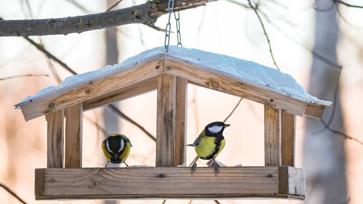 Czym dokarmiać ptaki zimą?