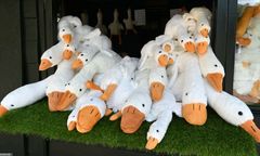 Ważny komunikat UOKiK. Dotyczy gęsi Pipy