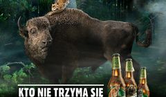 Ryś, niedźwiedź, łoś i wilk na etykietach piwa Żubr