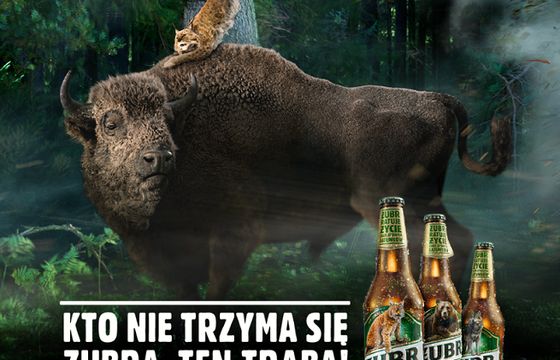 Ryś, niedźwiedź, łoś i wilk na etykietach piwa Żubr