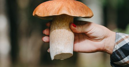 To obowiązek grzybiarza. Lasy Państwowe ostrzegają