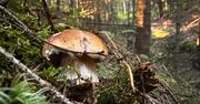 Śląskie: Ruszył sezon na grzyby. W tych miejscach możesz je znaleźć