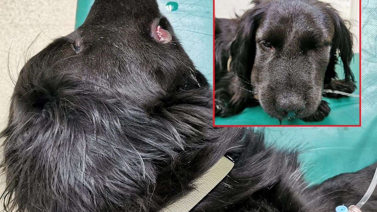 Żmija zygzakowata ukąsiła psa. Poważne objawy