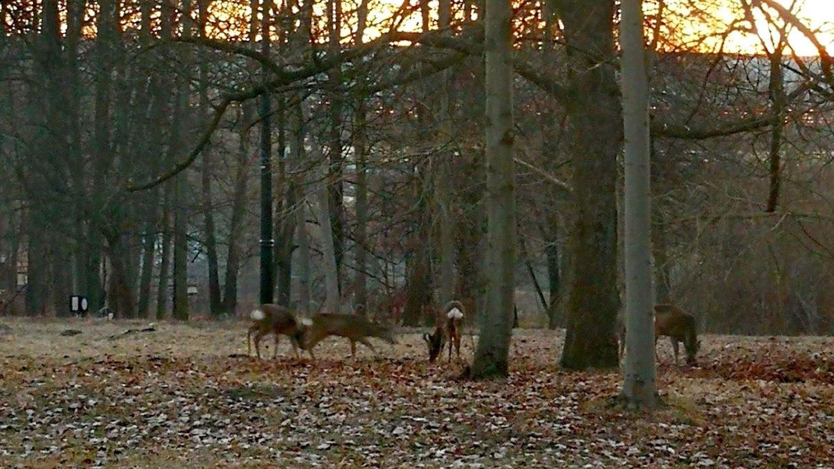 Sarny pojawiły się w centrum Katowic