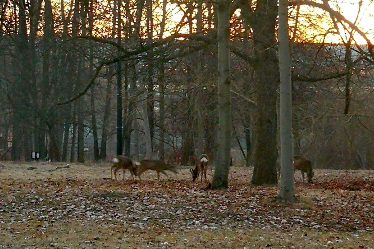 Centrum Katowic. Nagle je zauważył. Naliczył 7 sztuk