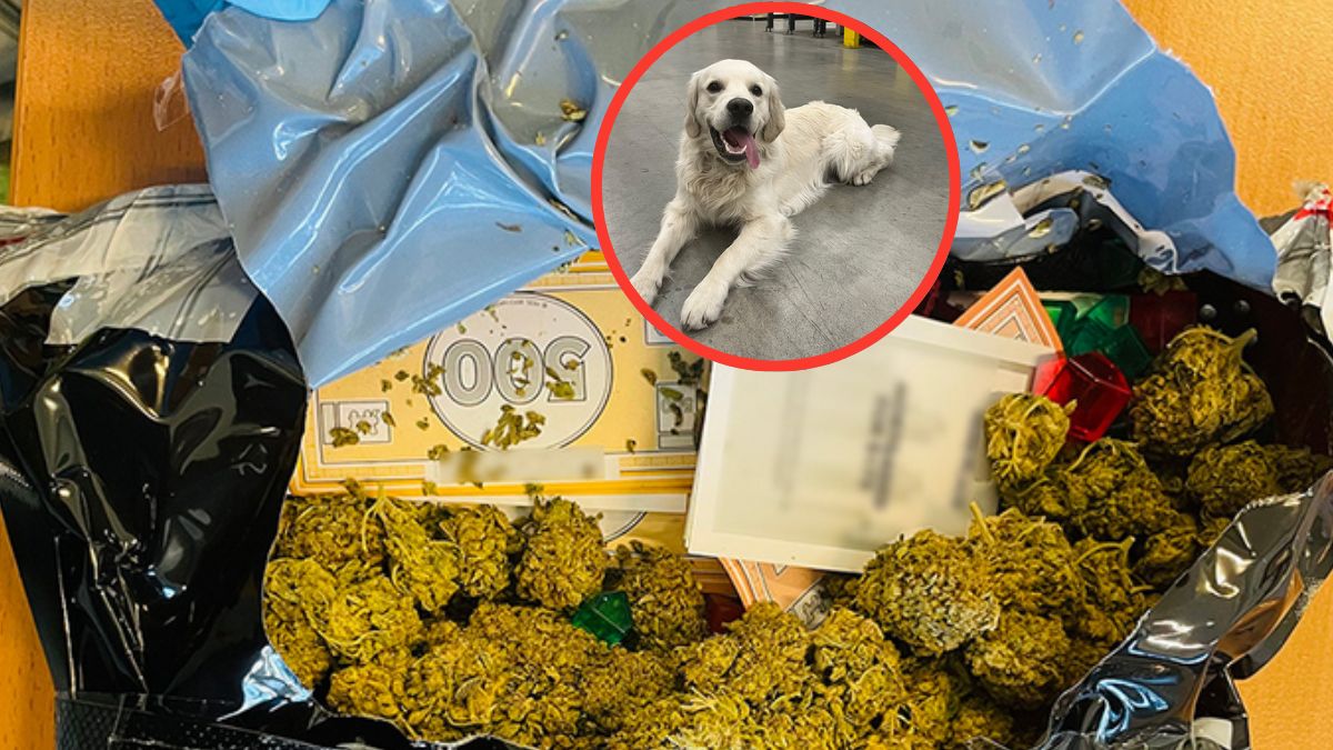 Nielegalna substancja znajdowała się w popularnej grze planszowej 